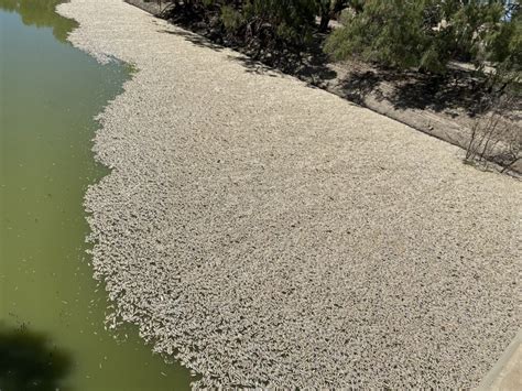 Australia Milioni Di Pesci Morti Nel Fiume Darling Baaka Asfissiati