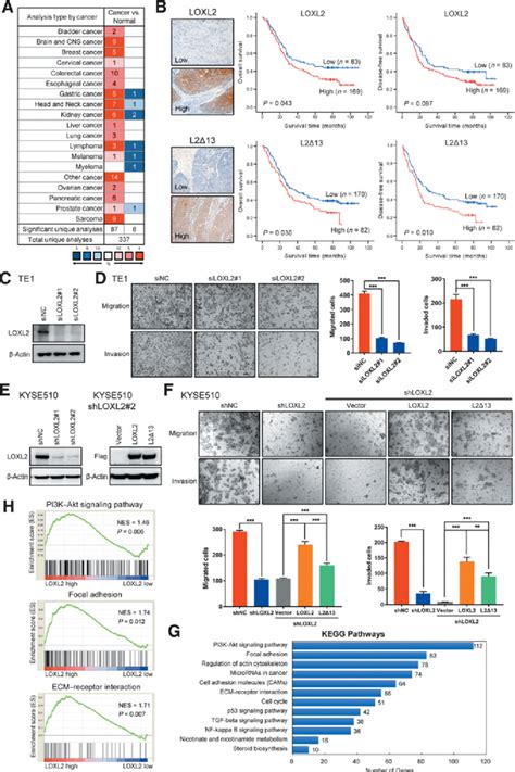 LOXL2 And Its L2D13 Splice Form Promote Cell Migration And Invasion