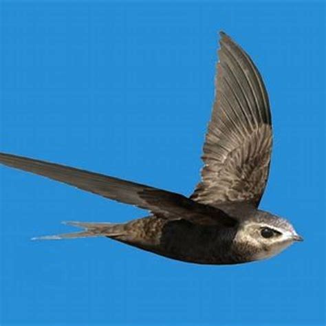 What is special about swift bird? - DIY Seattle