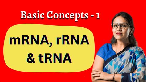 What Are Mrna Rrna And Trna What Is The Difference Between Mrna Trna And Rrna Youtube