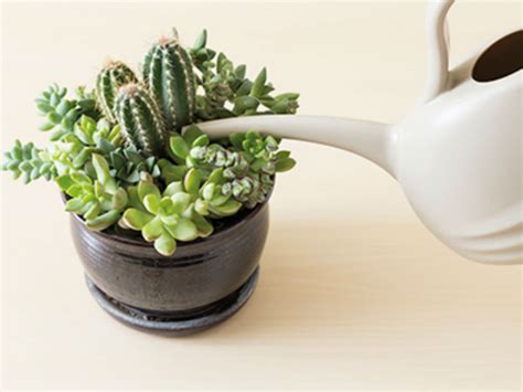 How to Water Succulents - World of Succulents