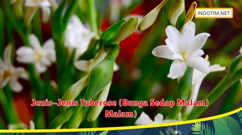 Tuberose Bunga Sedap Malam Tips Menanam Untuk Hasil Lebih Maksimal