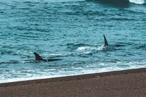 Orcas Cazando Leones Marinos Patagonia Argentina Foto Premium