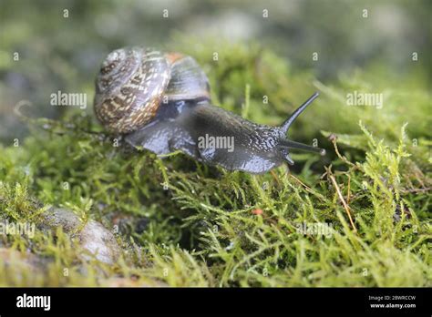 Arianta Arbustorum A Land Snail Known As The Copse Snail A