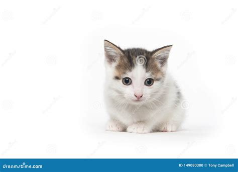 Gatito Blanco Lindo Del Gato Atigrado En Blanco Foto De Archivo