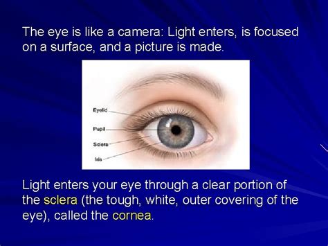 Eye Structure And Seeing Light The Eye Is