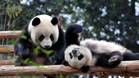 Best Chengdu Tours By Chengdu Experts Wendy Wei Tours