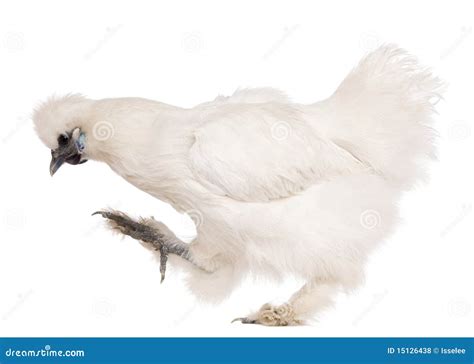 Pollo Blanco De Silkie Meses Coloc Ndose Foto De Archivo Imagen