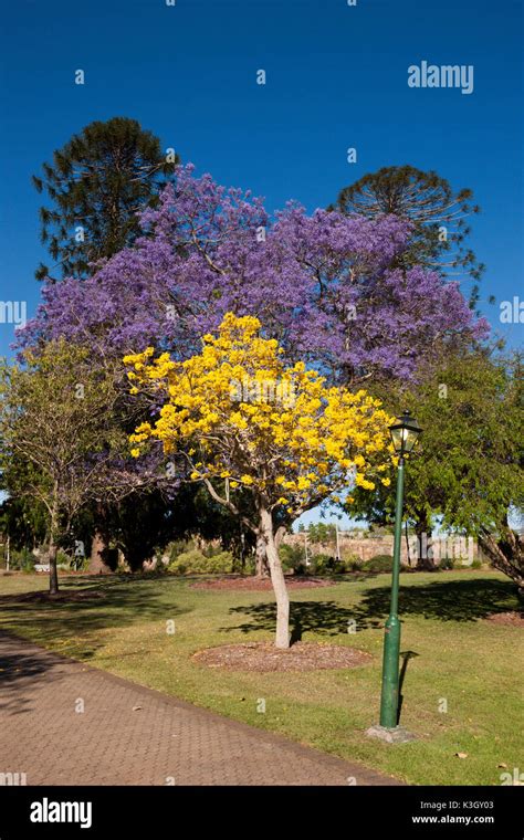 Jacaranda Tree in bloom, Jacaranda sp., Brisbane, Australia Stock Photo - Alamy