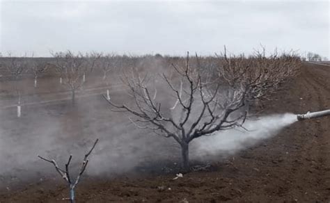 Бордосскую смесь как развести и опрыскать ей деревья осенью и весной ...