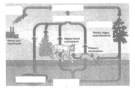 Biology Unit 1 Diagram Quizlet