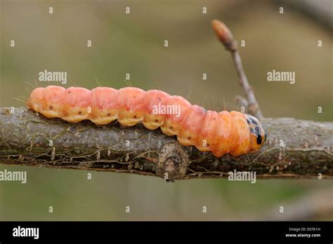 21 Types Of Arizona Caterpillars With Pictures 52 Off