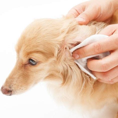 Otitis En Perros Tratamiento S Ntomas Y Contagio Perros Acicalados