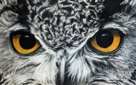 Owl Eyes Drawing at PaintingValley.com | Explore collection of Owl Eyes ...