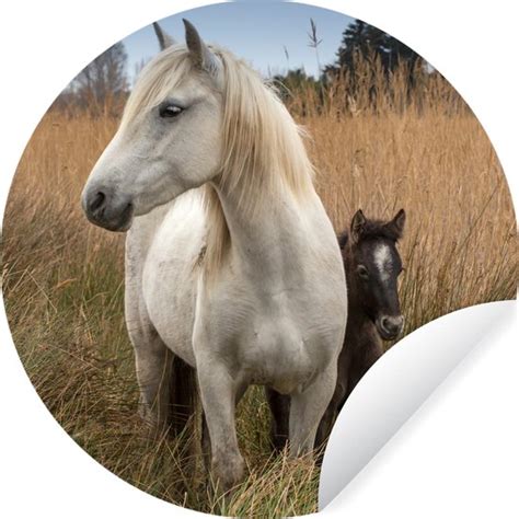 Wallcircle Muurstickers Behangcirkel Paard Met Veulen In Camargue