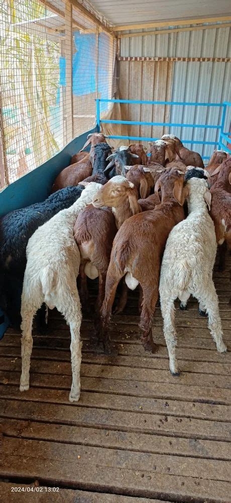 Red Kenguri Male Sheeps At Rs 390kg In Bengaluru Id 2853991166630