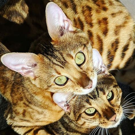 Bengal cat eyes | Cat reference, Bengal cat, Cats