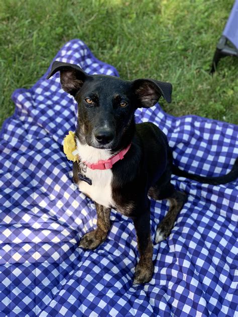 Baby — Fetch Wisconsin Rescue