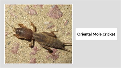 15 Type Of Mole Crickets Identification With Pictures