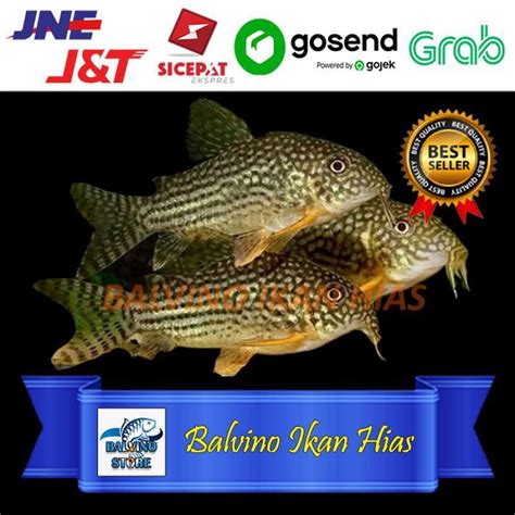 Jual No Brand Ikan Hias Corydoras Sterbai Algae Eater Pembersih