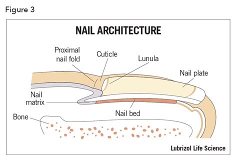 Describe The Structure And Function Of The Nail And Skin - Bios Pics