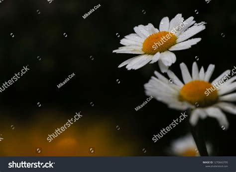 Different Types Australian Flora Stock Photo 1270663795 | Shutterstock