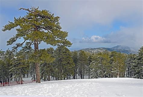 Trees Forest Snow - Free photo on Pixabay