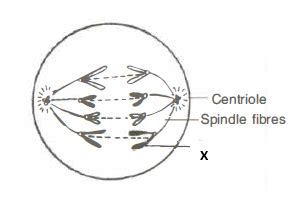 Draw a well labelled diagram to show the anaphase stage of mitosis in a plant cell having four ...