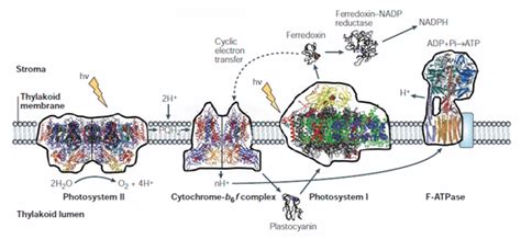 1 The Structures Of The Four Large Membrane Protein Complexes In Download Scientific Diagram