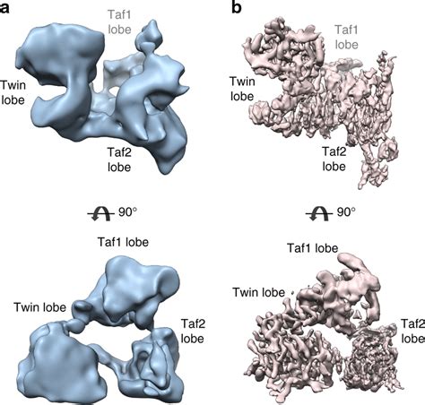 Structural Organization Of Yeast Tfiid A Cryo Em Model Of The Yeast Download Scientific Diagram