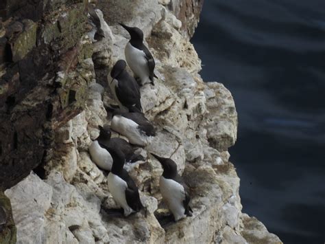 Guillemots Sandy Sutherland Flickr