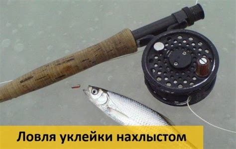 Ловля уклейки осенью: выбор удочки и ее оснащение, приманка и прикормка