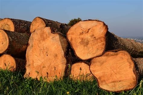 Foto Gratis Legna Da Ardere Catasta Di Legna Corteccia Legno Marrone