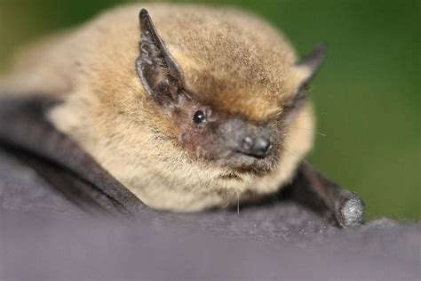 Les Animaux Fantastiques Du Mellois Partie Les Belles De Nuit