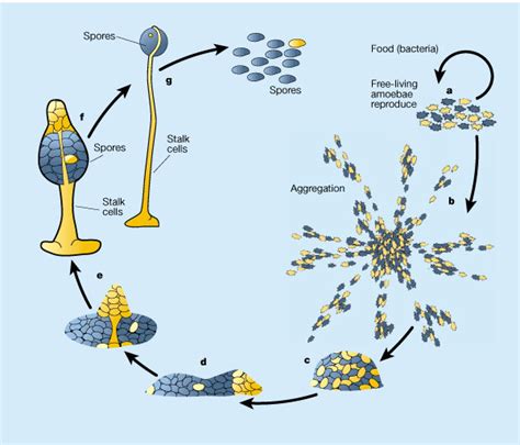 Generalized Life Cycle Of Fungi The Free Images