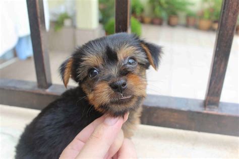 LovelyPuppy: 20131026 Silky Terrier Puppies