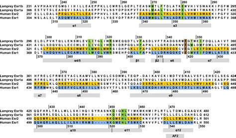 Figure 1 From A Second Estrogen Receptor From Japanese Lamprey