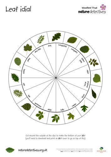 Blackthorn - Leaf IDial | Teaching Resources