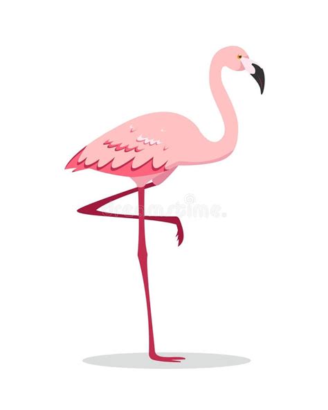 Flamingo Standing One Leg Stock Illustrations Flamingo Standing