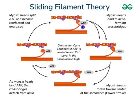 Sliding Filament Theory - Steps, Explanations, and Diagram - GeeksforGeeks