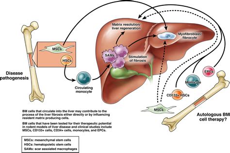 The Bone Marrow And Liver Fibrosis Friend Or Foe Gastroenterology