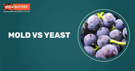 Mold vs Yeast - All Differences Revealed