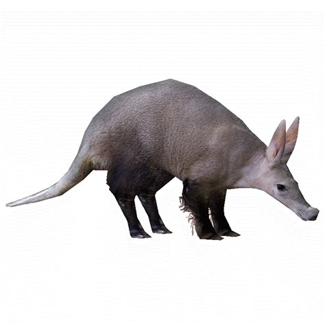 Aardvark Animal Sad Transparent Png Png Play