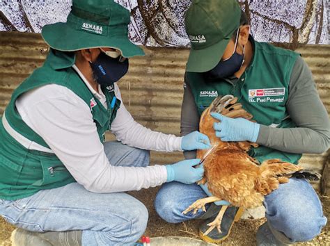 Arequipa SENASA evalúa condición sanitaria de aves para el descarte de