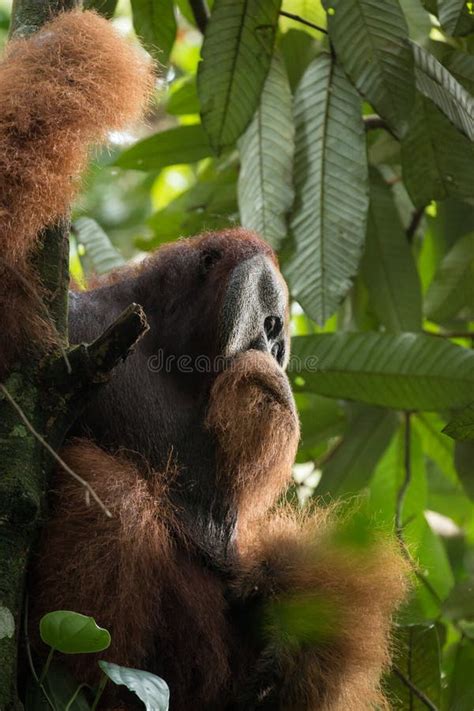 Endangered Sumatran Lar Gibbon Hylobates Lar Vestitus In Gunung Leuser