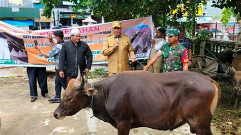 Paulus Waterpauw Serahkan Bantuan Sapi Kurban Di Masjid Al Akbar Kota