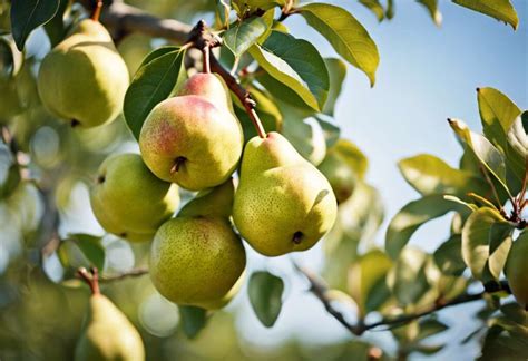 Choisir Le Meilleur Poirier Pour Votre Jardin Variétés Et Conseils