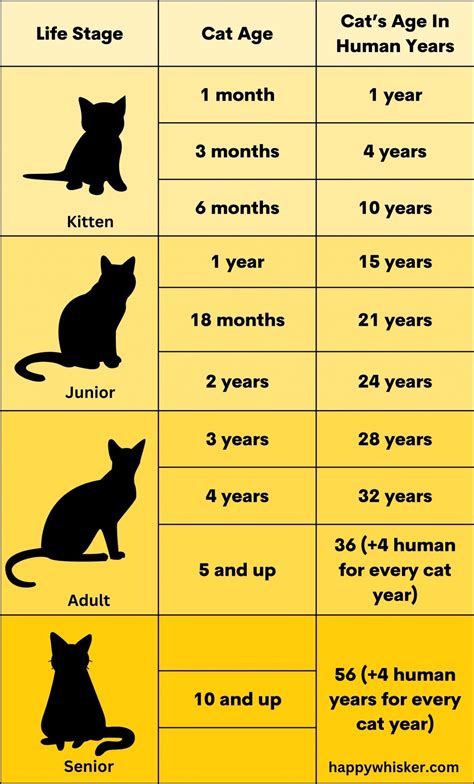 How To Calculate Cat Years To Human Years Complete Guide