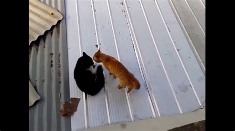 Pelea De Gatos Con Musica De Linkin Park De Fondo Youtube