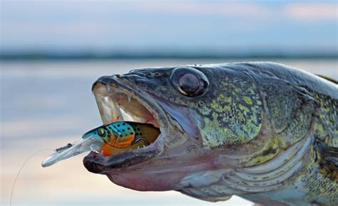 Best Ice Fishing Lures For Walleye 2018